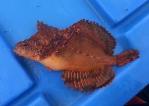 Crested Sculpin