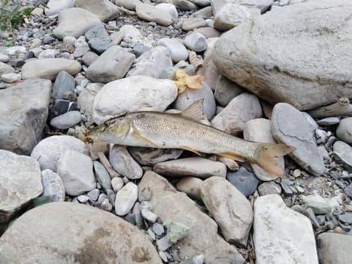 Crimean Barbel