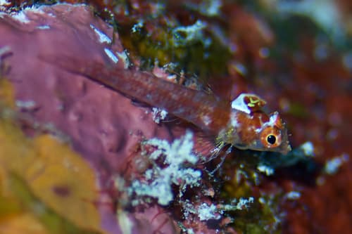 Crimson Triplefin