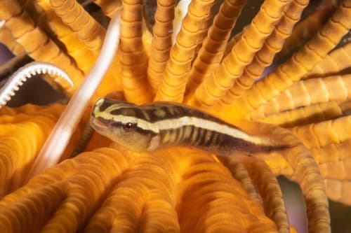 Crinoid Clingfish