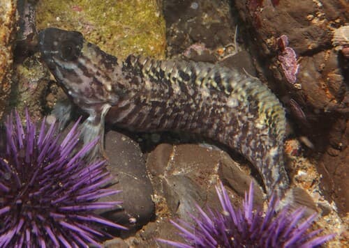Crisscross Prickleback