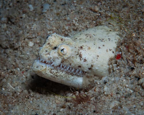 Crocodile Snake Eel