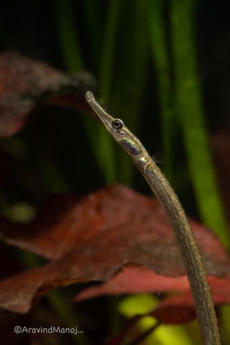 Crocodile-tooth Pipefish