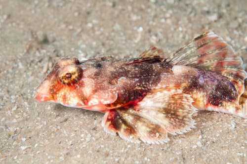 Crookspined Dragonet