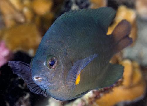 Cross's Damselfish