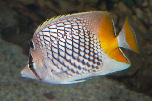 Crosshatch Butterflyfish