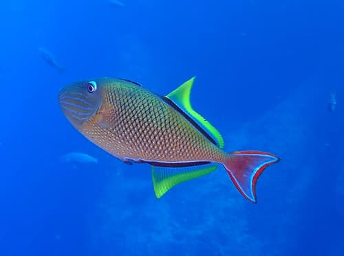 Crosshatch Triggerfish