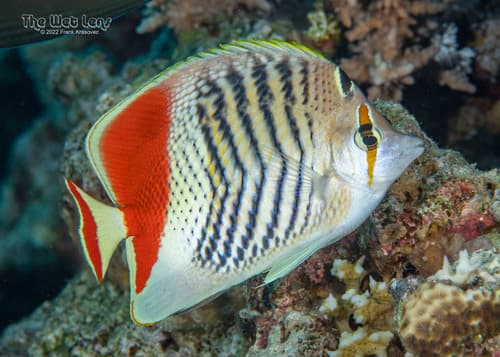 Crown Butterflyfish