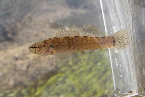 Crown Darter