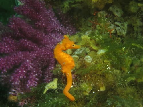 Crowned Seahorse