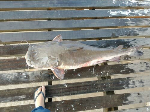 Crucifix Sea Catfish