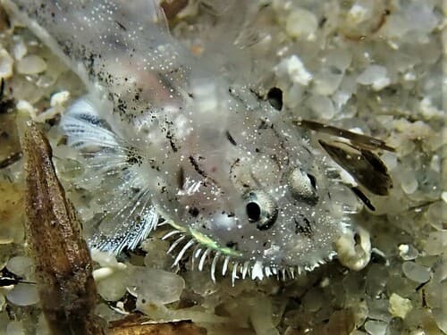 Cryptic Bearded Goby