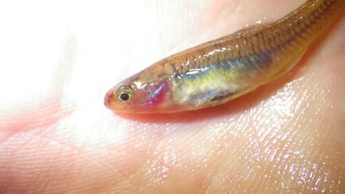 Cryptic Carp Gudgeon