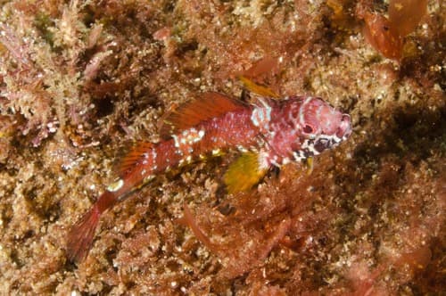 Cryptic Triplefin