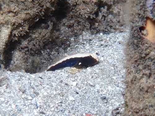 White-backed Goby