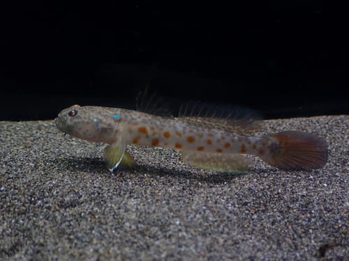 Yatsui's Shrimp Goby