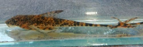 Platystoma Whiptail Catfish