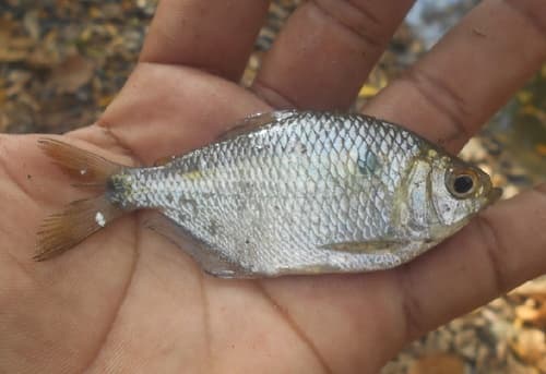 Ctenobrycon magdalenae