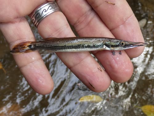 Slender Gar Characin