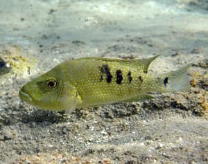 Cuatro Cienegas Cichlid