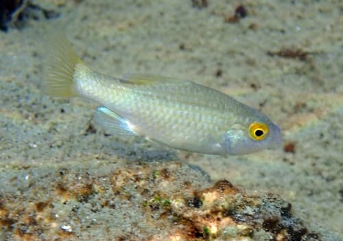 Cuatro Cienegas Pupfish