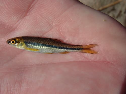 Cuatro Cienegas Shiner