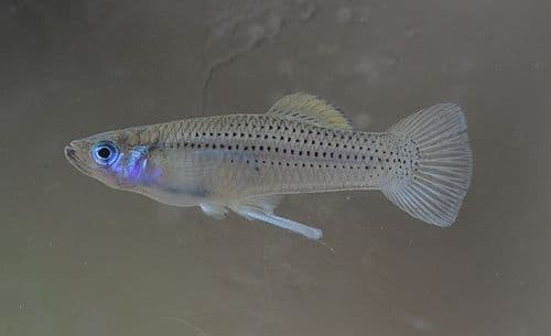 Cuban Mosquitofish