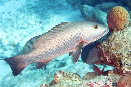 Cubera Snapper