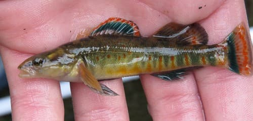 Cumberland Arrow Darter