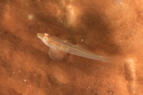 Cup-sponge Goby