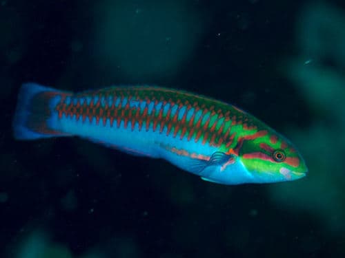 Cupid Wrasse