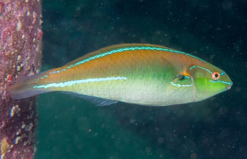 Cutribbon Wrasse