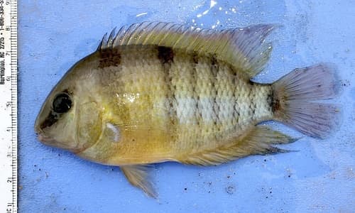 Cutter's Cichlid