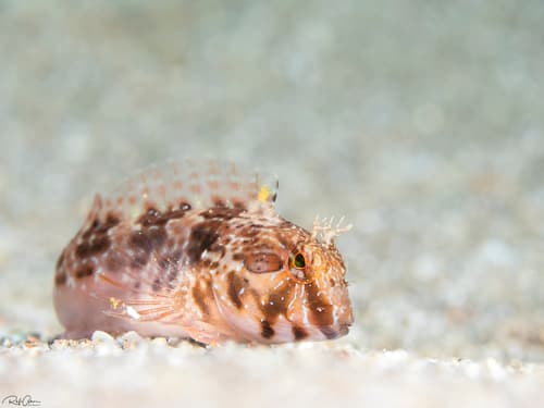 Cyclops Blenny