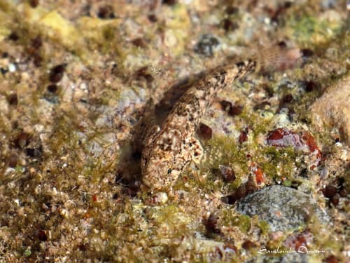 Cyclops Frillgoby