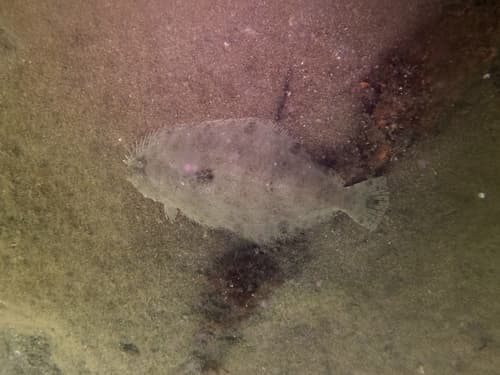 Panama Flounder