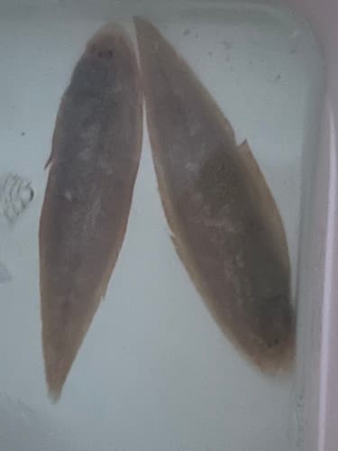 Joyner's Tongue Sole