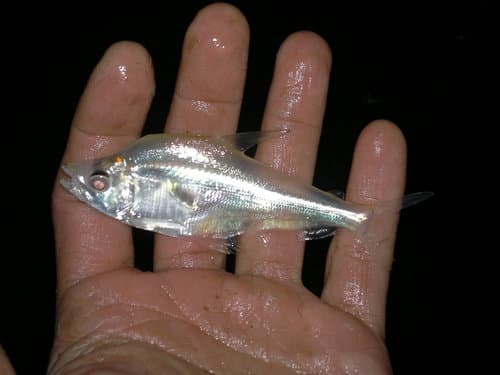 Silver Characin