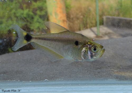 Kincaid's Dogtooth Characin