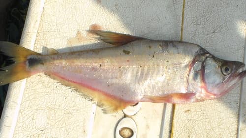 Cynopotamus magdalenae