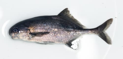 Cyphomyrus psittacus