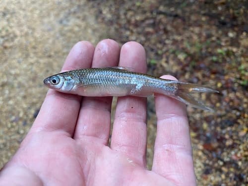 Cypress Minnow
