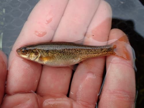 Czekanowski's Minnow