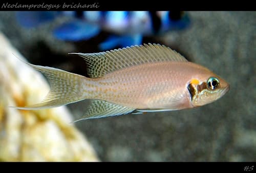 Daffodil Cichlid