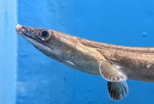 Daggertooth Pike-conger