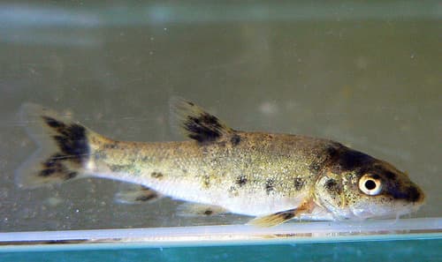 Danube Barbel