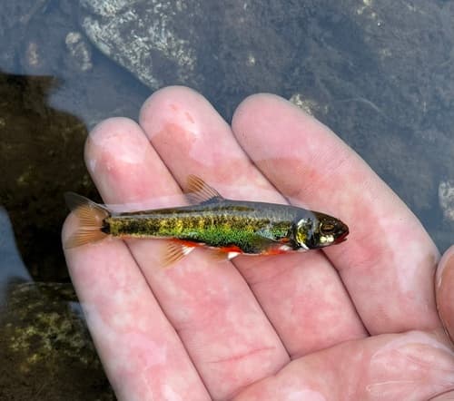 Danubian Minnow