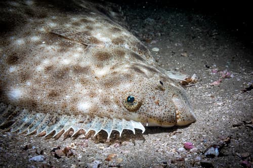 Dappled Flounder