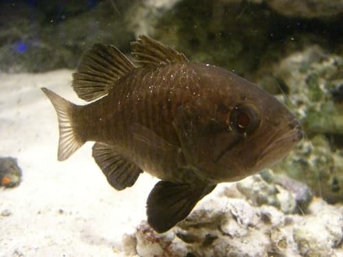 Dark Cardinalfish