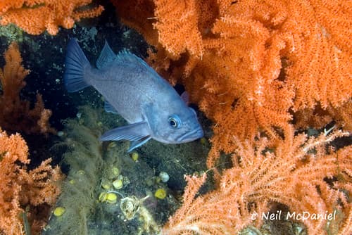 Dark Dusky Rockfish